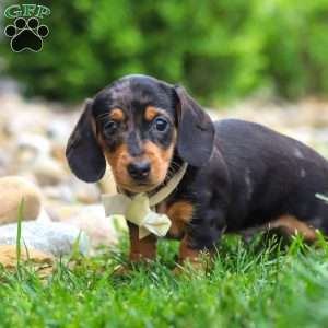 Anson, Dachshund Puppy